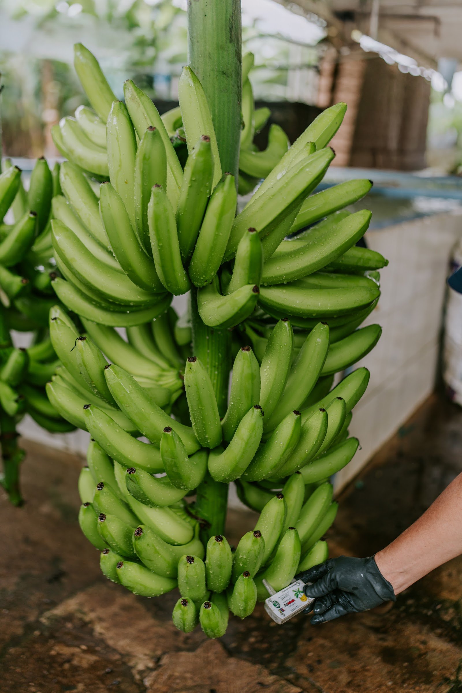 Racimo de banano en control de calidad — PROAGRICO S.A.