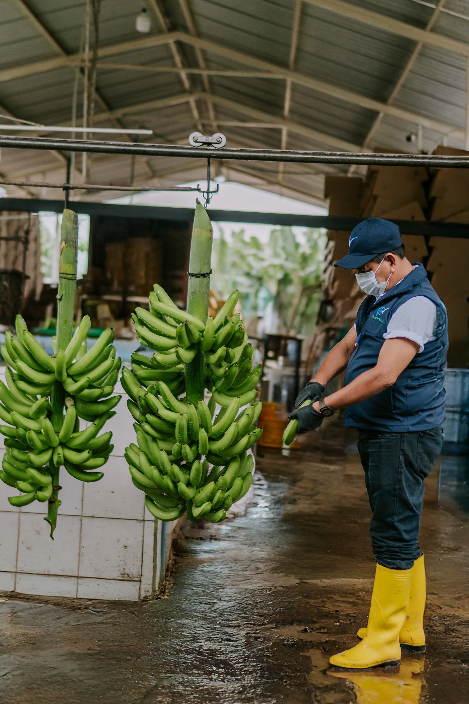 Empacado y control de calidad del banano en planta