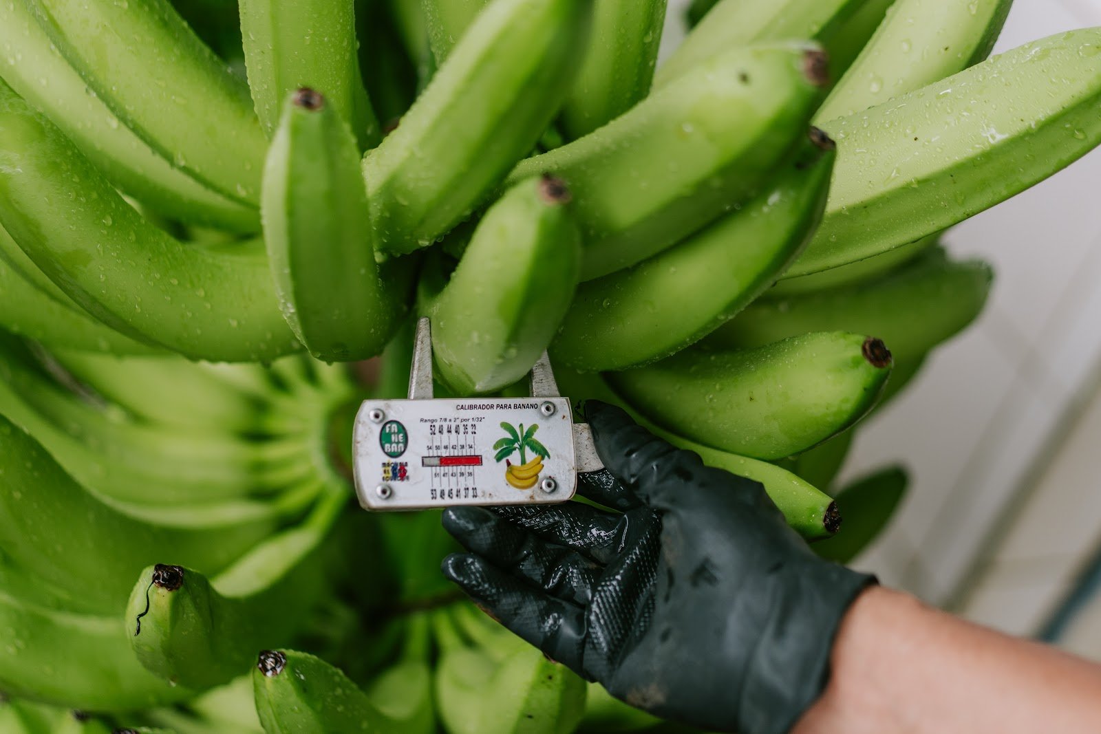 Banano Cavendish con sello de calidad, listo para exportación